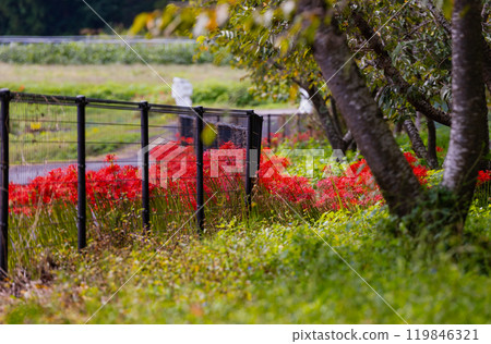 奧久寺茶之裡公園 紅蜘蛛百合風景 119846321