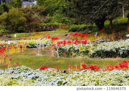 奧久寺茶之裡公園 紅蜘蛛百合風景 119846370