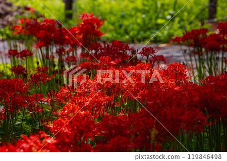 Okukuji Tea Village Park: Red spider lilies 119846498