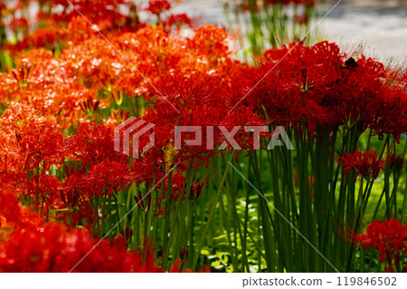 Okukuji Tea Village Park: Red spider lilies Okukuji Tea Village Park: Red spider lilies 119846502