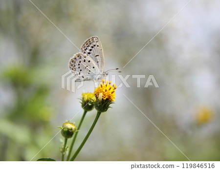 Columbine flower and butterfly 119846516