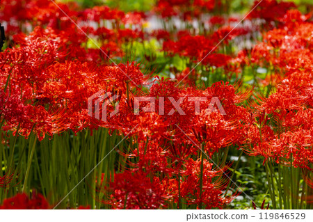 Okukuji Tea Village Park: Red spider lilies Okukuji Tea Village Park: Red spider lilies 119846529