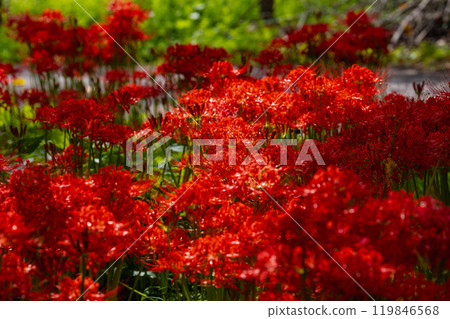 Okukuji Tea Village Park: Red spider lilies Okukuji Tea Village Park: Red spider lilies 119846568
