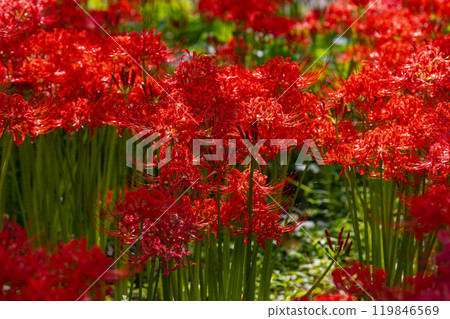 Okukuji Tea Village Park: Red spider lilies Okukuji Tea Village Park: Red spider lilies 119846569