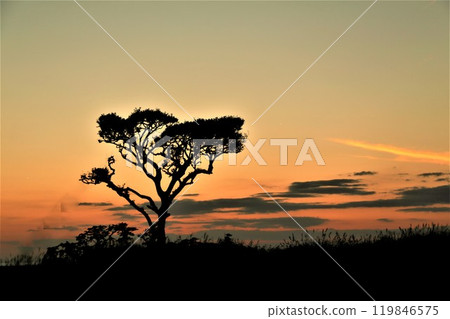 古樹之外可見美麗的日落 119846575