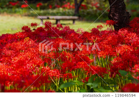 Okukuji Tea Village Park: Red spider lilies 119846594