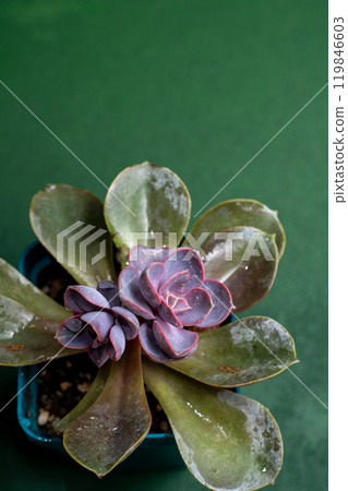Flower Echeveria Pearl of Nurnberg. Succulent purple plant leaves. Flower Echeveria Pearl of Nurnberg. Succulent purple plant leaves. 119846603