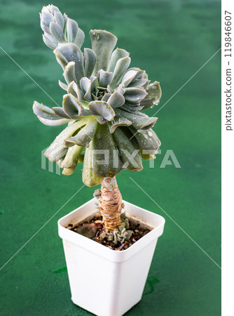 Echeveria blue swan flower. Succulent plant. Flower bud Echeveria blue swan flower. Succulent plant. Flower bud 119846607
