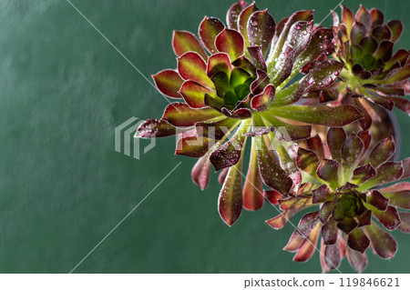 Flower Aeonium Schwarzkopf succulent. Leaves plant. 119846621
