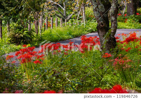 Okukuji Tea Village Park: Red spider lilies 119846726