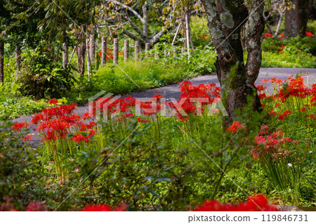 奧久寺茶之裡公園 紅蜘蛛百合風景 119846731