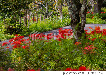 奧久寺茶之裡公園 紅蜘蛛百合風景 119846732