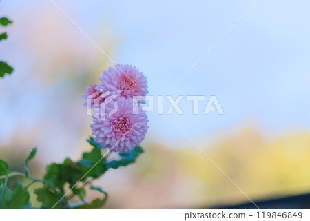 Decorating your autumn garden - Beautiful pink chrysanthemums in bloom Decorating your autumn garden - Beautiful pink chrysanthemums in bloom 119846849