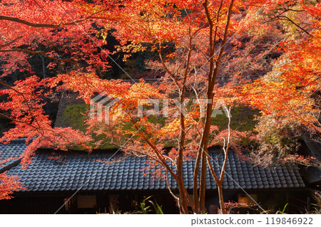 Autumn leaves in Toriimoto, Kyoto Autumn leaves in Toriimoto, Kyoto 119846922