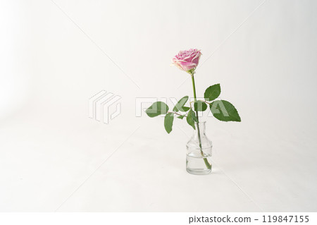 A single rose in a glass bottle A single rose in a glass bottle 119847155