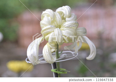 Chrysanthemum Chrysanthemum 119847338