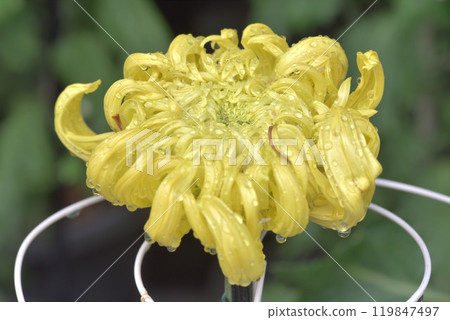 Chrysanthemum Chrysanthemum 119847497
