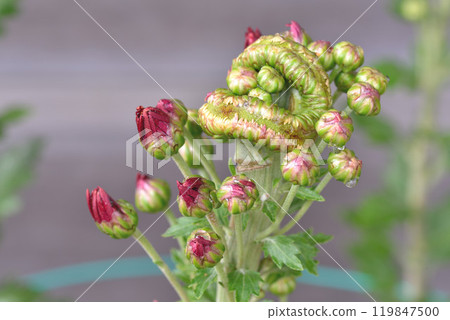 Chrysanthemum Chrysanthemum 119847500