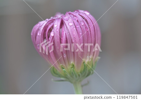 Chrysanthemum Chrysanthemum 119847501