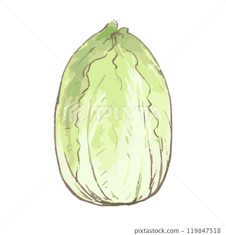 Chinese cabbage_vegetable illustration hand drawn icon 119847518