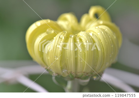 Chrysanthemum Chrysanthemum 119847555