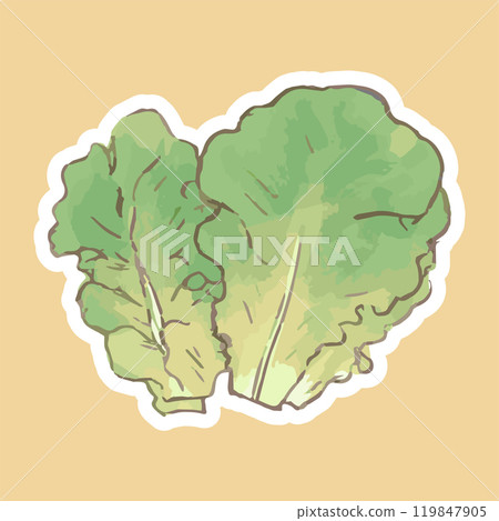 Lettuce_Simple vegetable illustration hand-drawn icon_Color background 119847905