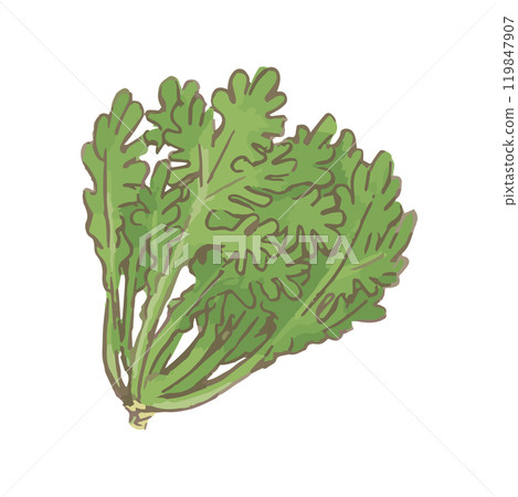 Spring chrysanthemum_simple vegetable illustration hand-drawn icon 119847907