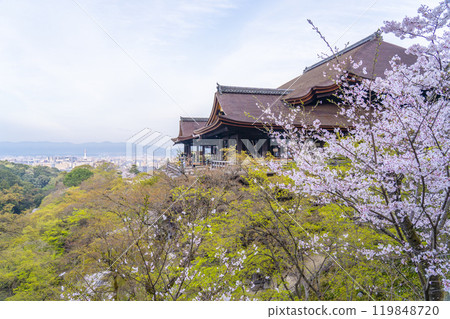 Cherry blossoms in full bloom and the main hall of Kiyomizu-dera Temple 119848720