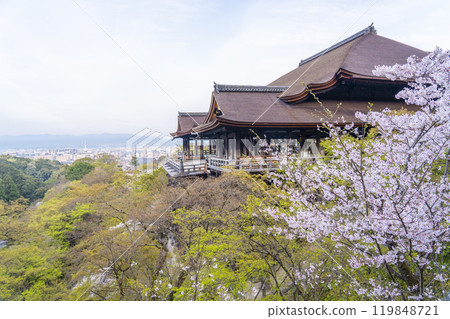 Cherry blossoms in full bloom and the main hall of Kiyomizu-dera Temple 119848721