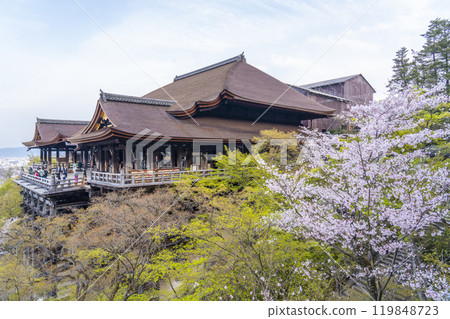 盛開的櫻花和清水寺本堂 119848723