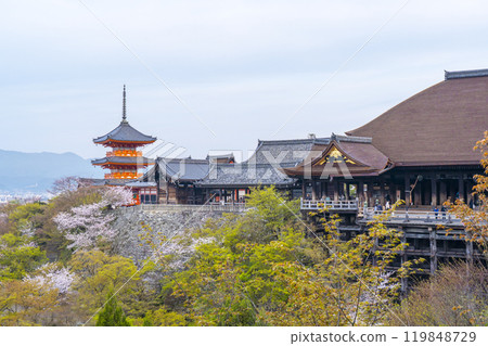 Cherry blossoms in full bloom and Kiyomizu-dera Temple, three-story pagoda and Kiyomizu stage Cherry blossoms in full bloom and Kiyomizu-dera Temple, three-story pagoda and Kiyomizu stage 119848729