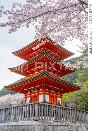 Cherry blossoms in full bloom and Koyasu Pagoda at Kiyomizu-dera Temple Cherry blossoms in full bloom and Koyasu Pagoda at Kiyomizu-dera Temple 119848740