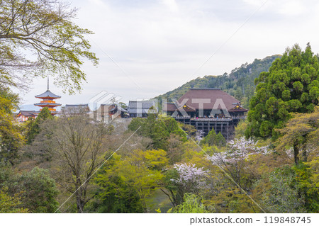 Cherry blossoms in full bloom and the main hall of Kiyomizu-dera Temple Cherry blossoms in full bloom and the main hall of Kiyomizu-dera Temple 119848745
