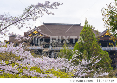 Cherry blossoms in full bloom and the main hall of Kiyomizu-dera Temple Cherry blossoms in full bloom and the main hall of Kiyomizu-dera Temple 119848746