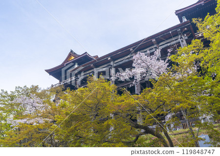 Cherry blossoms in full bloom and the main hall of Kiyomizu-dera Temple Cherry blossoms in full bloom and the main hall of Kiyomizu-dera Temple 119848747