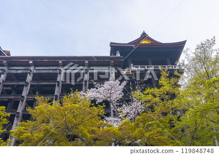 Cherry blossoms in full bloom and the main hall of Kiyomizu-dera Temple Cherry blossoms in full bloom and the main hall of Kiyomizu-dera Temple 119848748