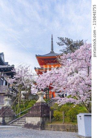 盛開的櫻花和清水寺三層寶塔 盛開的櫻花和清水寺三層寶塔 119848755