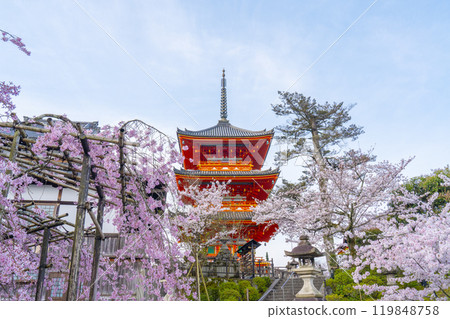 Cherry blossoms in full bloom and the three-story pagoda of Kiyomizu-dera Temple 119848758