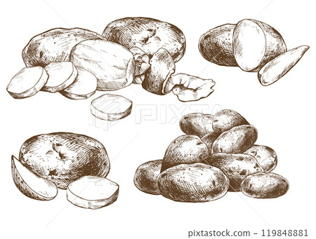 Potatoes whole, half, cut, peeled and wedges. Set o isolated elements graphic illustration hand drawn in brown ink. EPS vector on the theme of harvest cooking, food, packaging, vegetable shop Potatoes whole, half, cut, peeled and wedges. Set o isolated elements graphic illustration hand drawn in brown ink. EPS vector on the theme of harvest cooking, food, packaging, vegetable shop 119848881