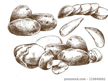 Potatoes whole, half, cut, peeled and wedges. Set o isolated elements graphic illustration hand drawn in brown ink. EPS vector on the theme of harvest cooking, food, packaging, vegetable shop Potatoes whole, half, cut, peeled and wedges. Set o isolated elements graphic illustration hand drawn in brown ink. EPS vector on the theme of harvest cooking, food, packaging, vegetable shop 119848882