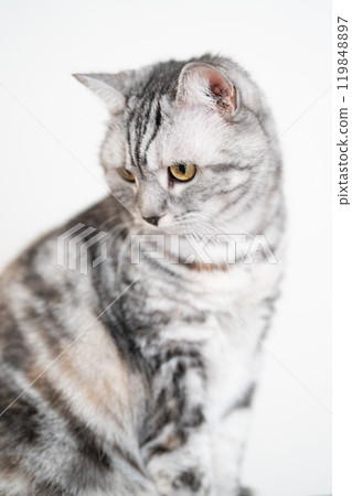 A cat staring at you 119848897