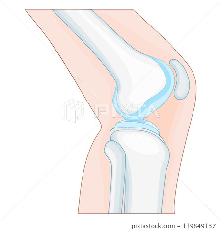 knee joint anatomy. side view. knee joint anatomy. side view. 119849137