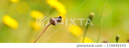 Withered dandelion plant against a blurred green and yellow blooming background, symbolizing drought, decay, and autumnal change. Ecology concept Withered dandelion plant against a blurred green and yellow blooming background, symbolizing drought, decay, and autumnal change. Ecology concept 119849143