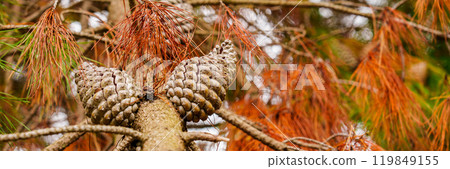 Two pine cones on a coniferous tree branch with lush needles closeup in wild nature 119849155