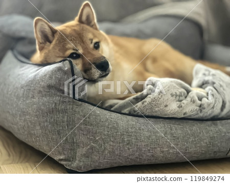 Cute red Shiba inu dog is sleeping on the bed in the bedroom 119849274