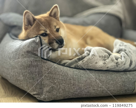Cute red Shiba inu dog is sleeping on the bed in the bedroom Cute red Shiba inu dog is sleeping on the bed in the bedroom 119849275