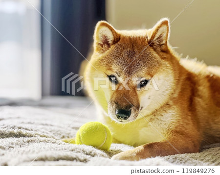 Cute red Shiba inu dog is sleeping on the bed in the bedroom 119849276