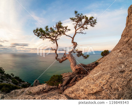 Amazing landscape with old dry pine on the rock. Amazing landscape with old dry pine on the rock. 119849343