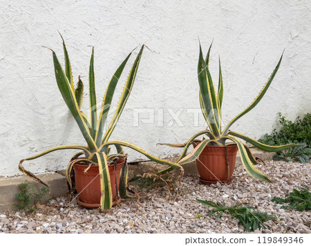 American agave in a large pot in front of the white wall American agave in a large pot in front of the white wall 119849346