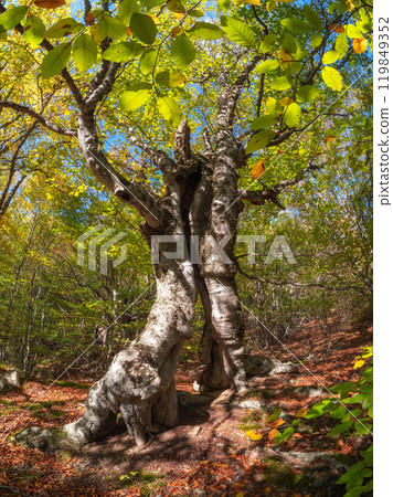 A sunny beech forest, a quaint old tree. 119849352
